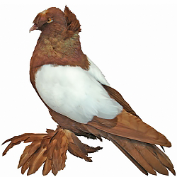 Trumpeter Pigeon